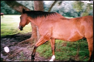 horse3cu