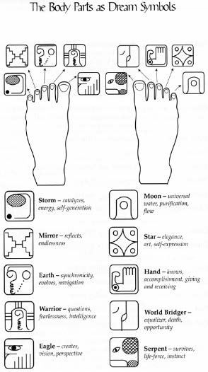 anatomical glossary02